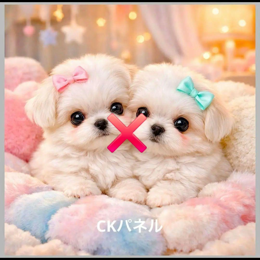 激レアポメラニアン、マルチーズ、柴犬、チワワ、パグ、トイプーパネル生地