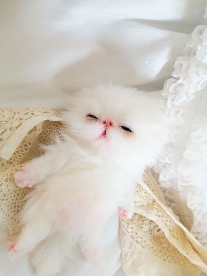 生後15日♡子猫のくりーむちゃん♡お腹ぽっこり♡アートドール♡ぬいぐるみ♡