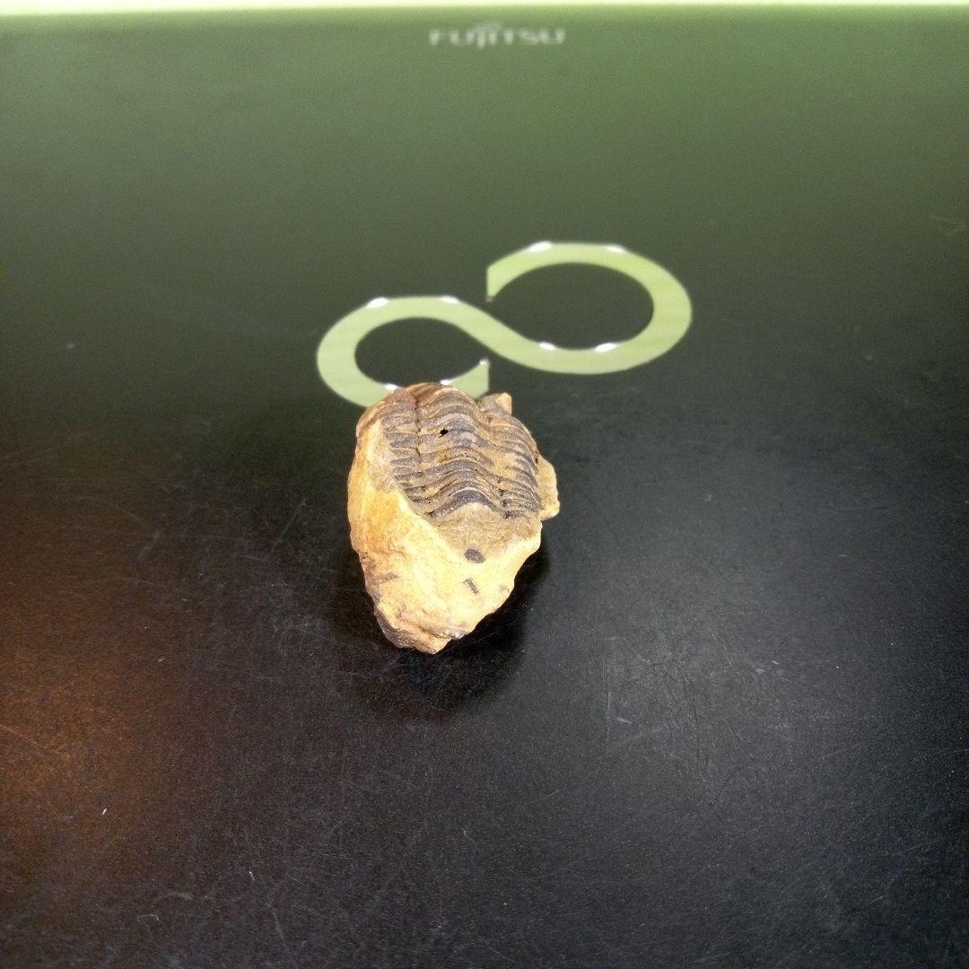 三葉虫　化石　fossil　海　ボリビア産　trilobite　海生動物分類⑨