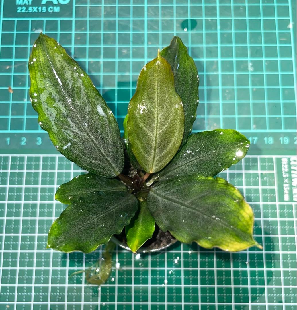水草育成 Bucephalandra sp.Pearl gray[TB]