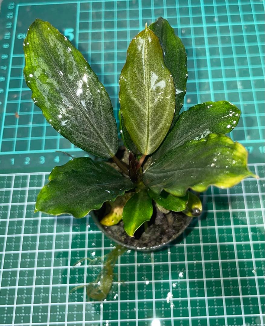 水草育成 Bucephalandra sp.Pearl gray[TB]