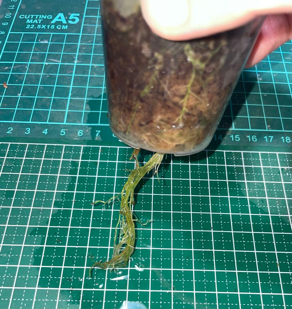 水草育成 Bucephalandra sp.Pearl gray[TB]
