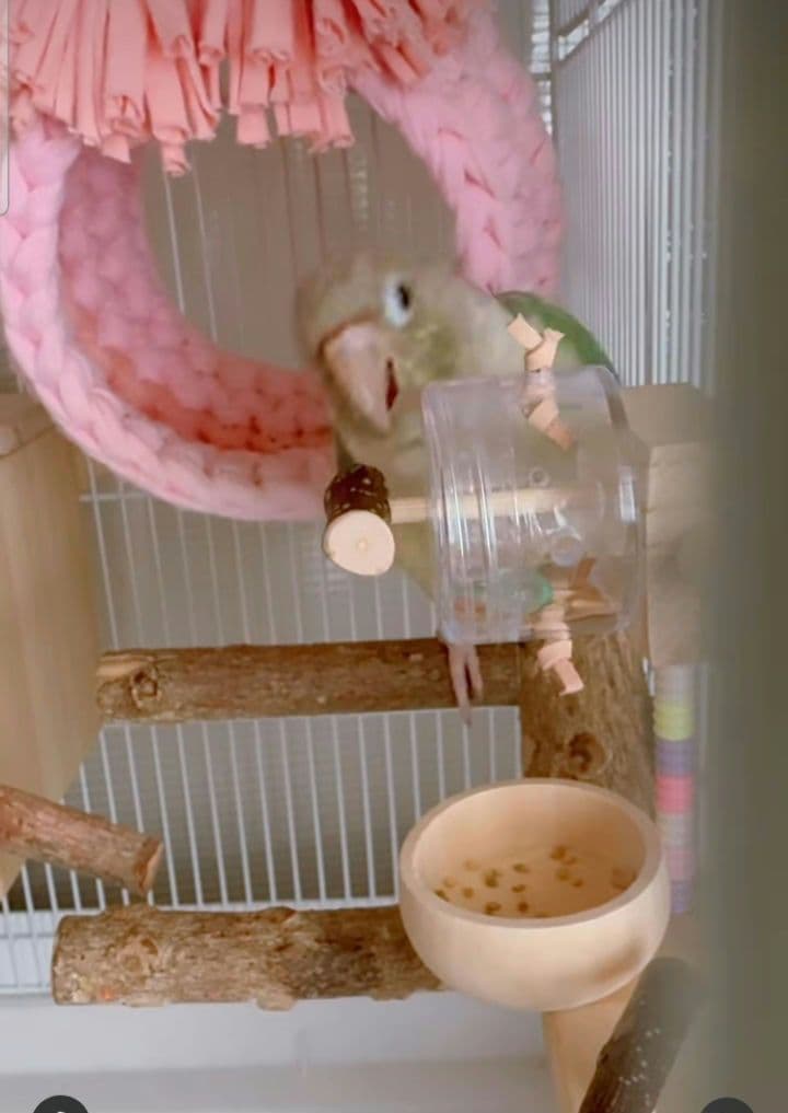 A55　くるくるフォージントイセット　バードトイ　難易度高め⭐⭐　止まり木