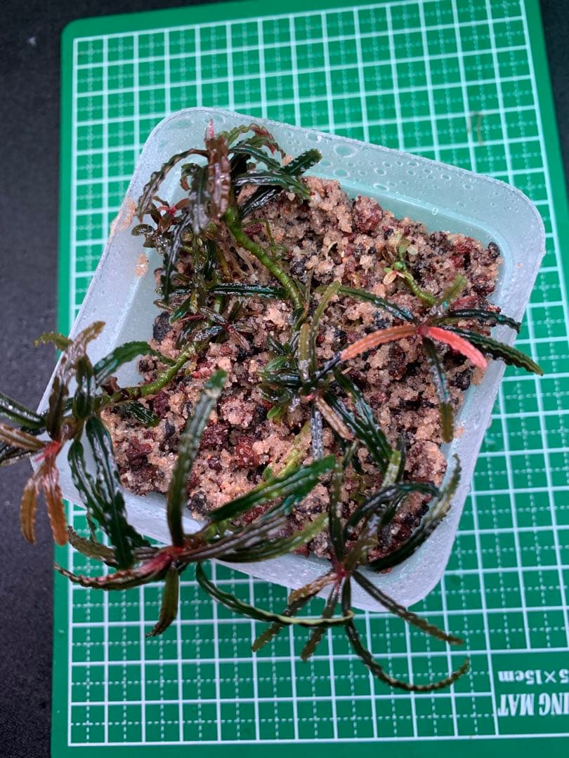 Bucephalandra sp. Rose Marry 6 株