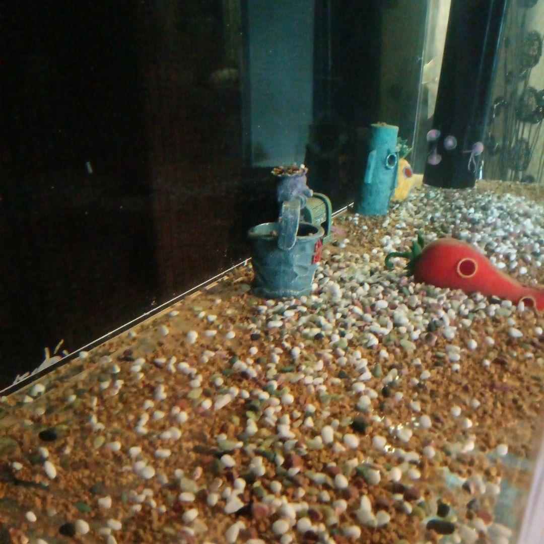 大型アクリル水槽 淡水水槽 150cm