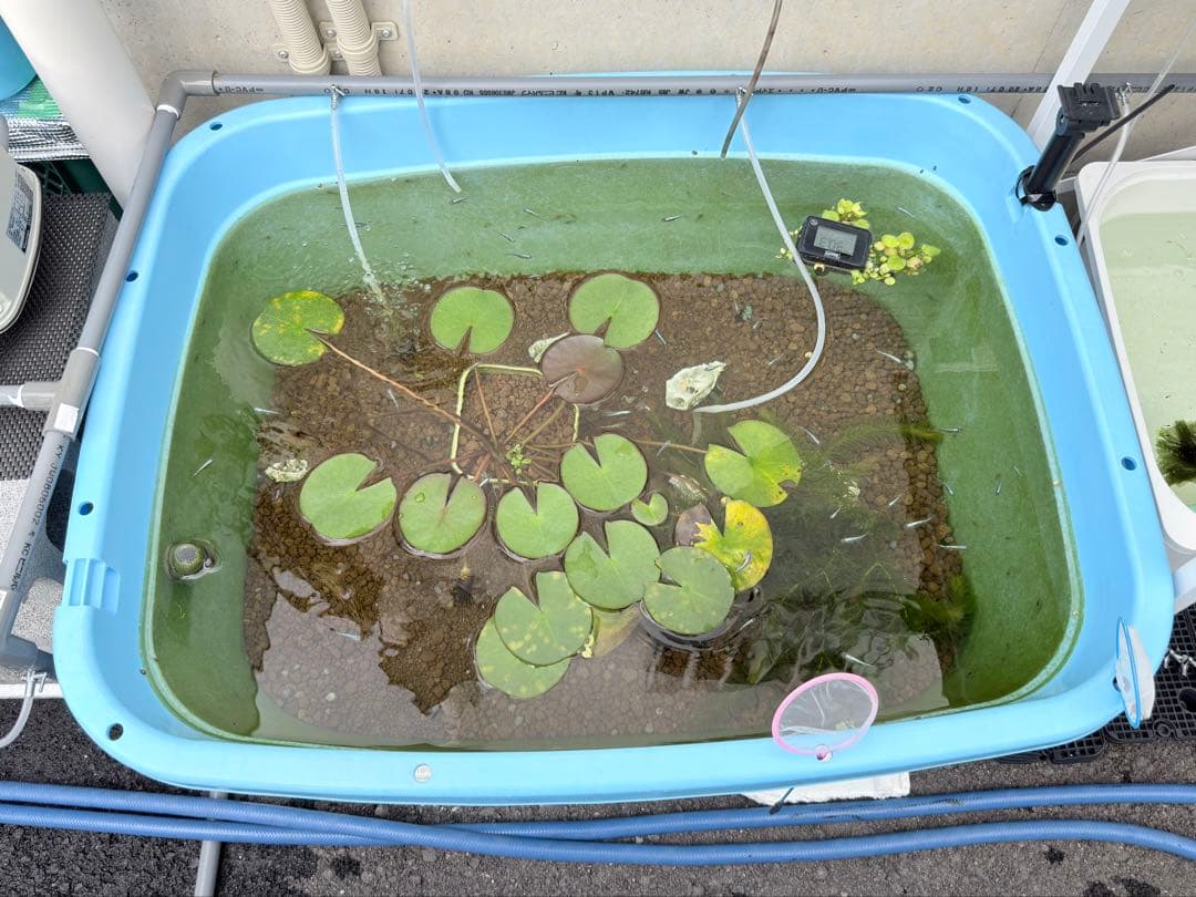 メダカ飼育ケース オーバーフロー(たらい120L)メダカ飼育 容器たらい