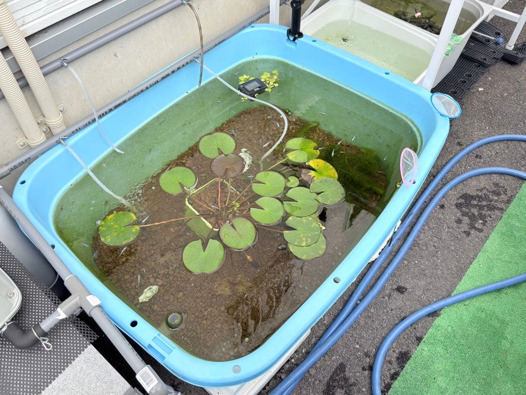 メダカ飼育ケース オーバーフロー(たらい120L)メダカ飼育 容器たらい