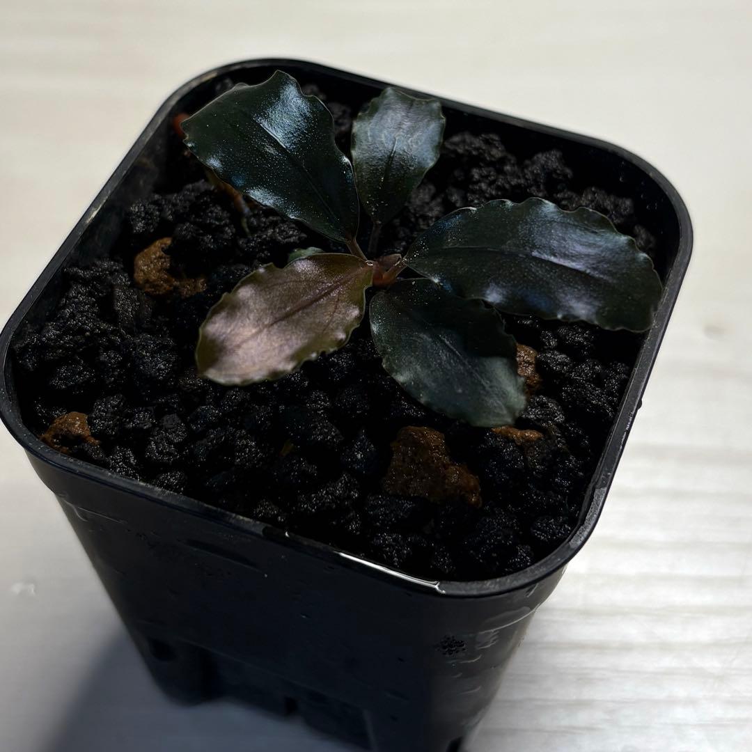 常*ん様 Bucephalandra sp. Theia blue ブセファラン