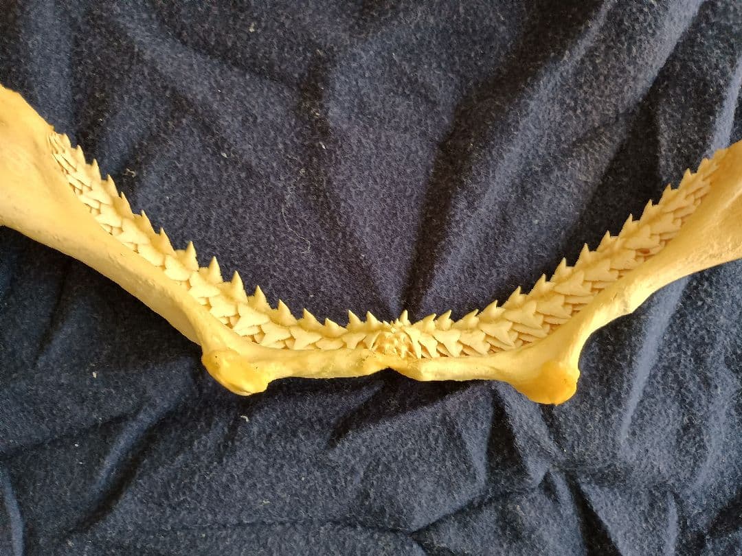 中古 サメの歯 34センチ前後