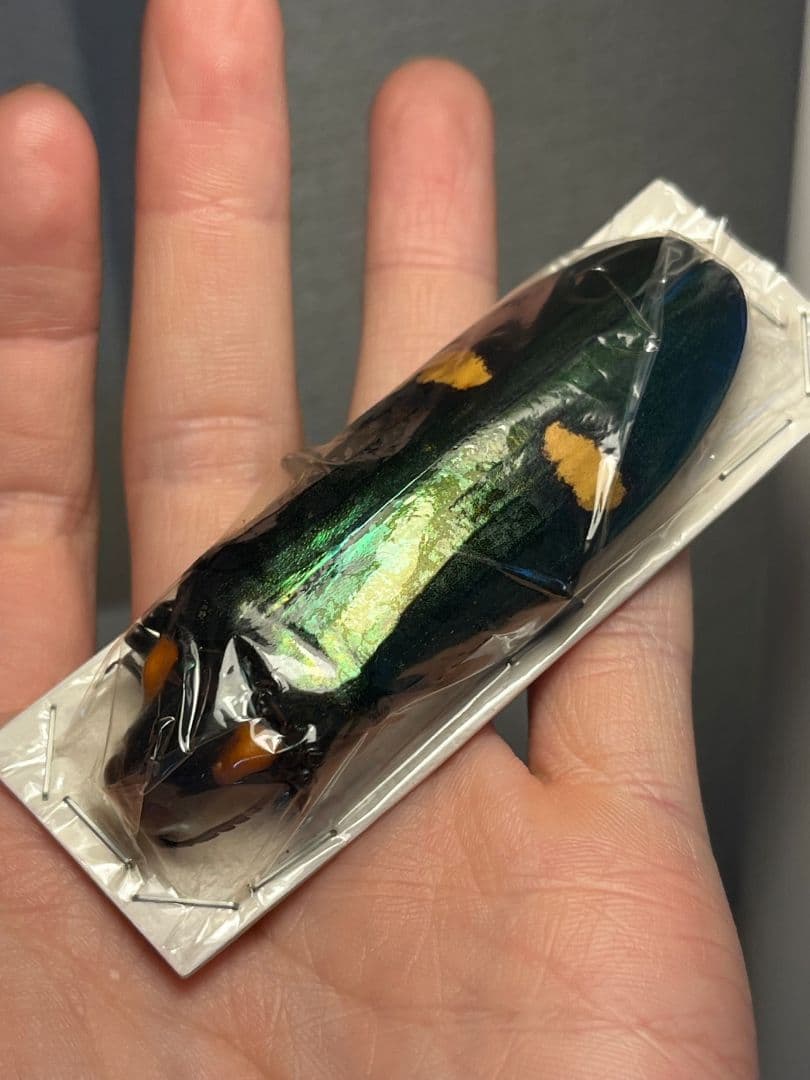【玉虫最大級】オオルリタマムシ 標本 スハンダエプラチナコガネコブハムシ