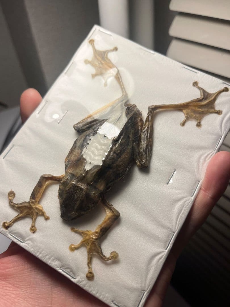【蛙標本】水かきが美麗なカエル イエアメガエル ミルキーフロッグナガレヒキガエル