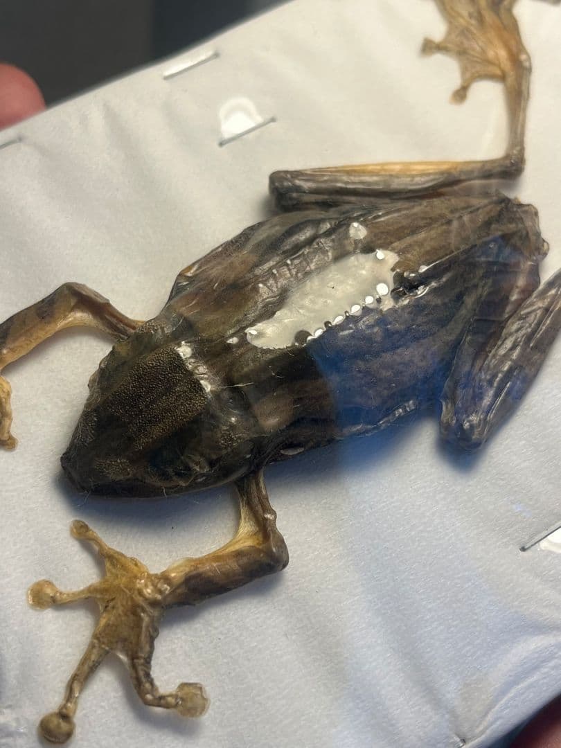【蛙標本】水かきが美麗なカエル イエアメガエル ミルキーフロッグナガレヒキガエル