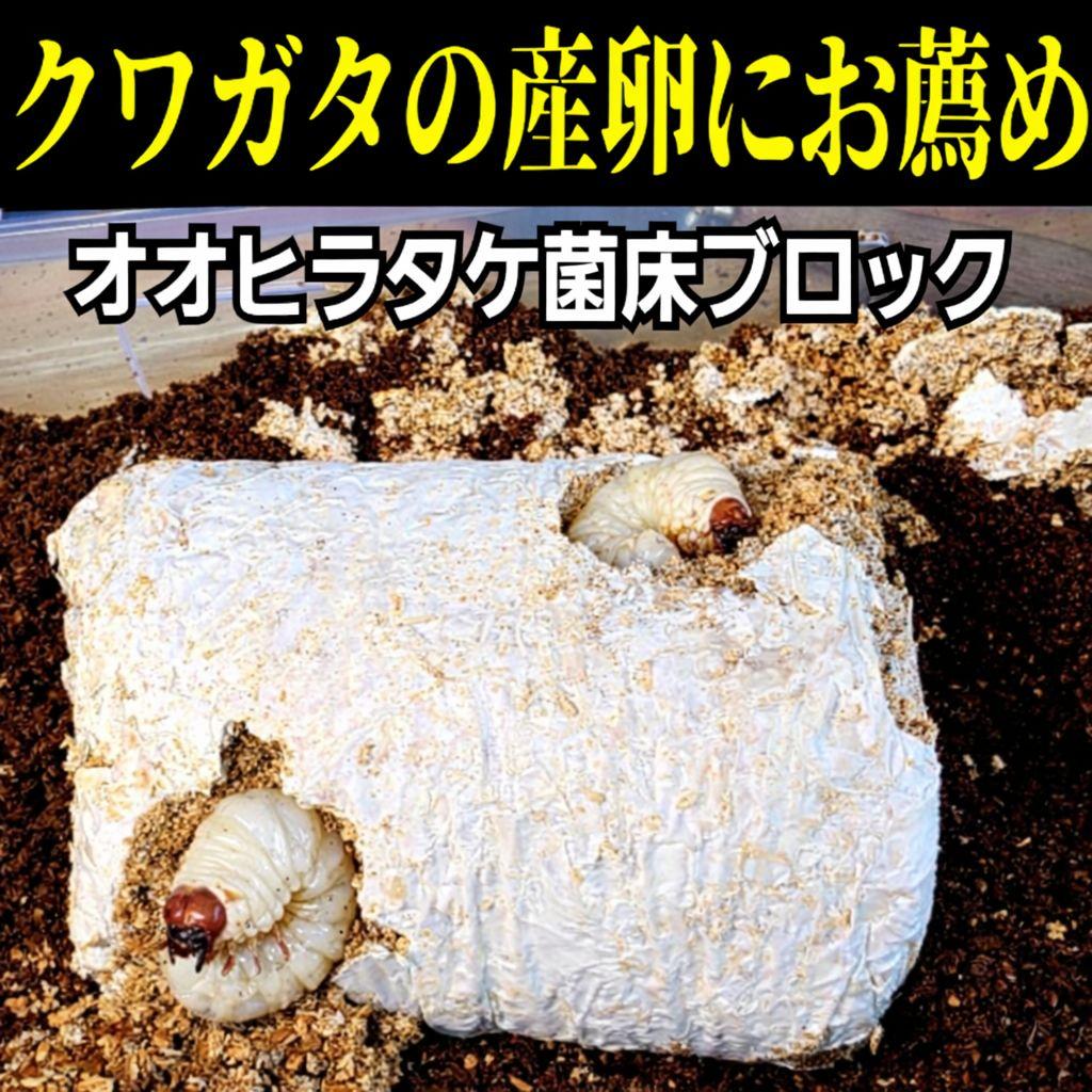 カブトムシ幼虫の栄養強化に！オオヒラタケ菌床【20ブロック】クワガタの産卵にも！