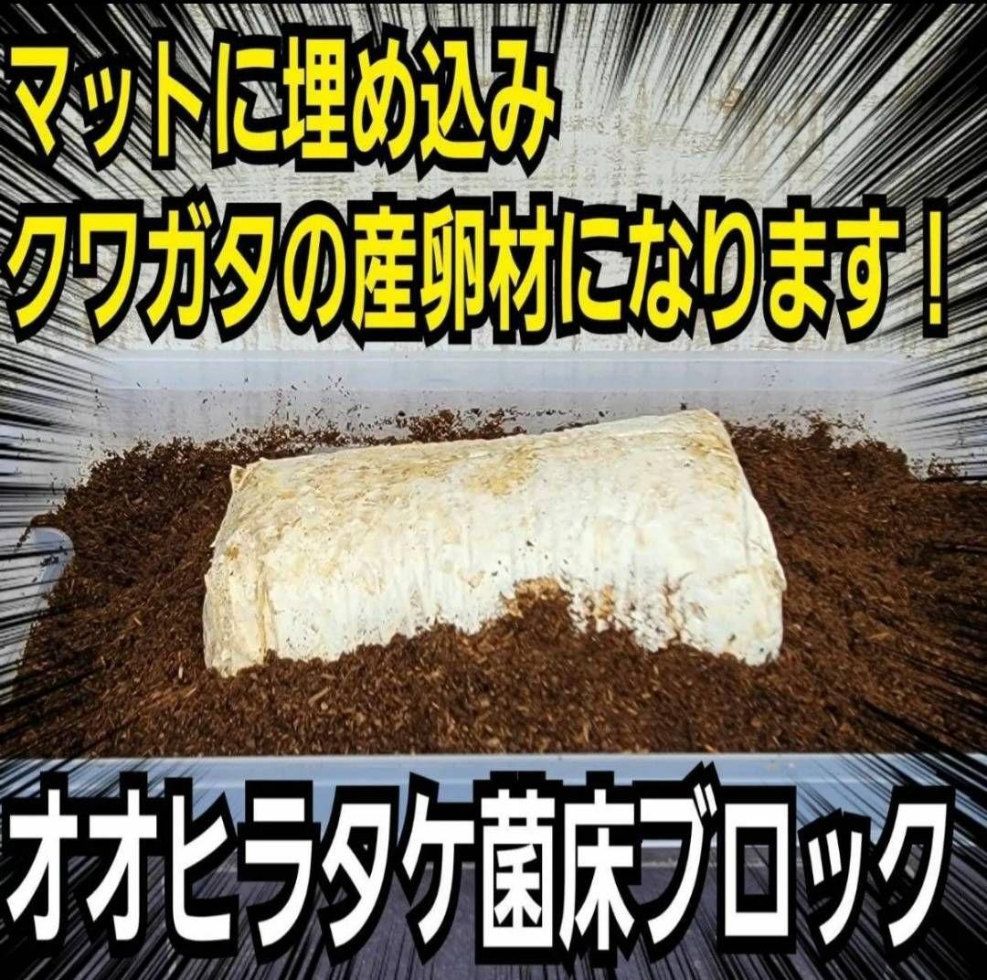 カブトムシ幼虫の栄養強化に！オオヒラタケ菌床【20ブロック】クワガタの産卵にも！