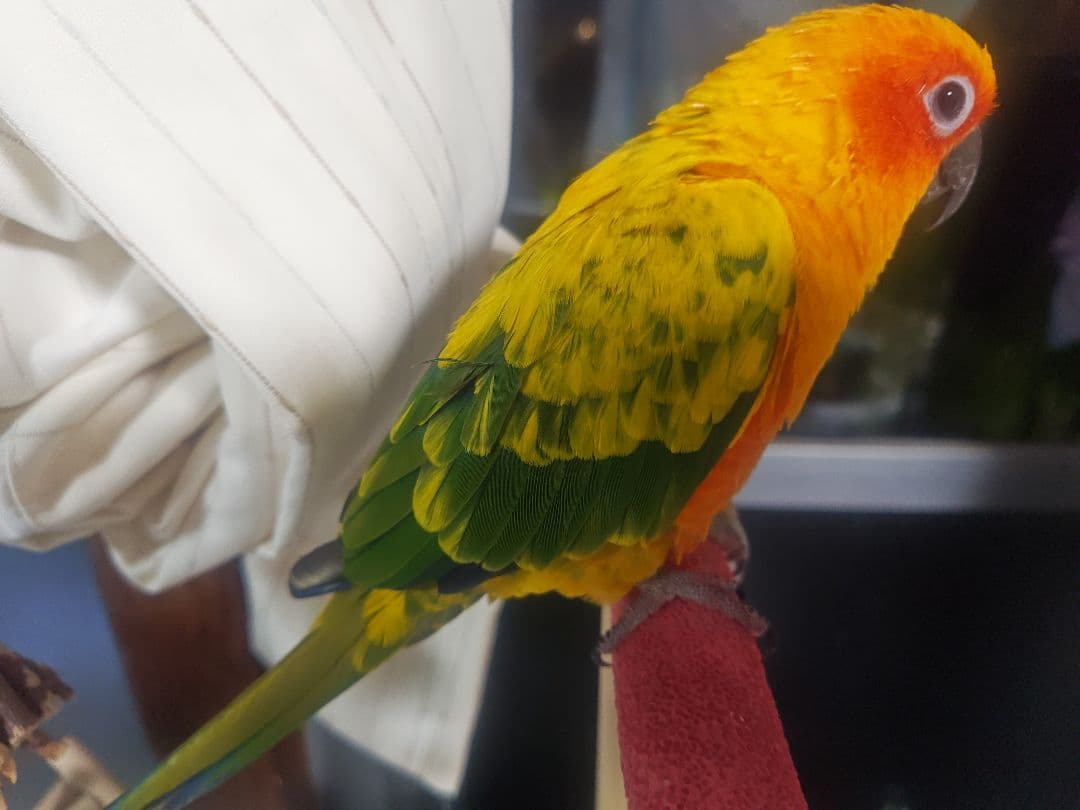 確認用コガネメキシコ