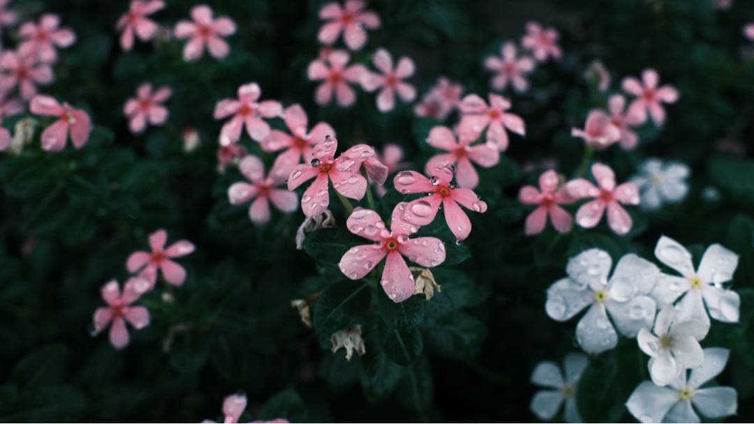 Fujifilm X100VI ブラック