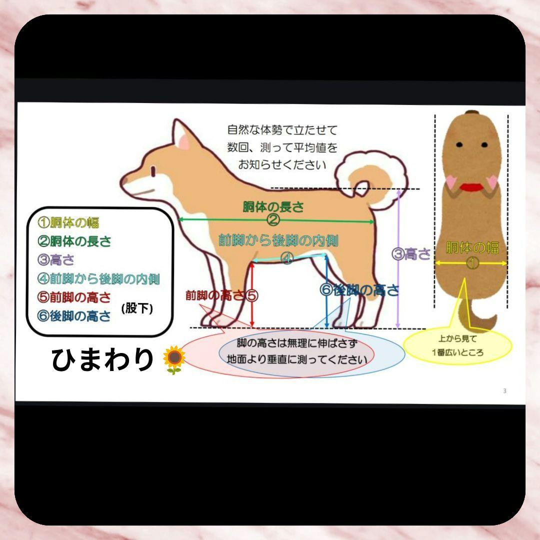 小型犬4輪　リハビリ　食事補助　犬用車椅子　体制維持　犬の歩行器