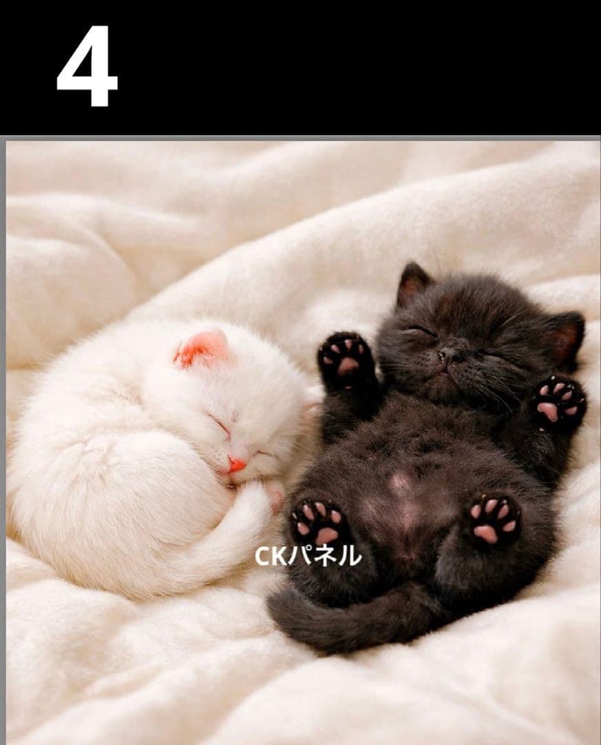 オーダーページ　ハンカチ435 仔猫柄　ハンドメイド2/24