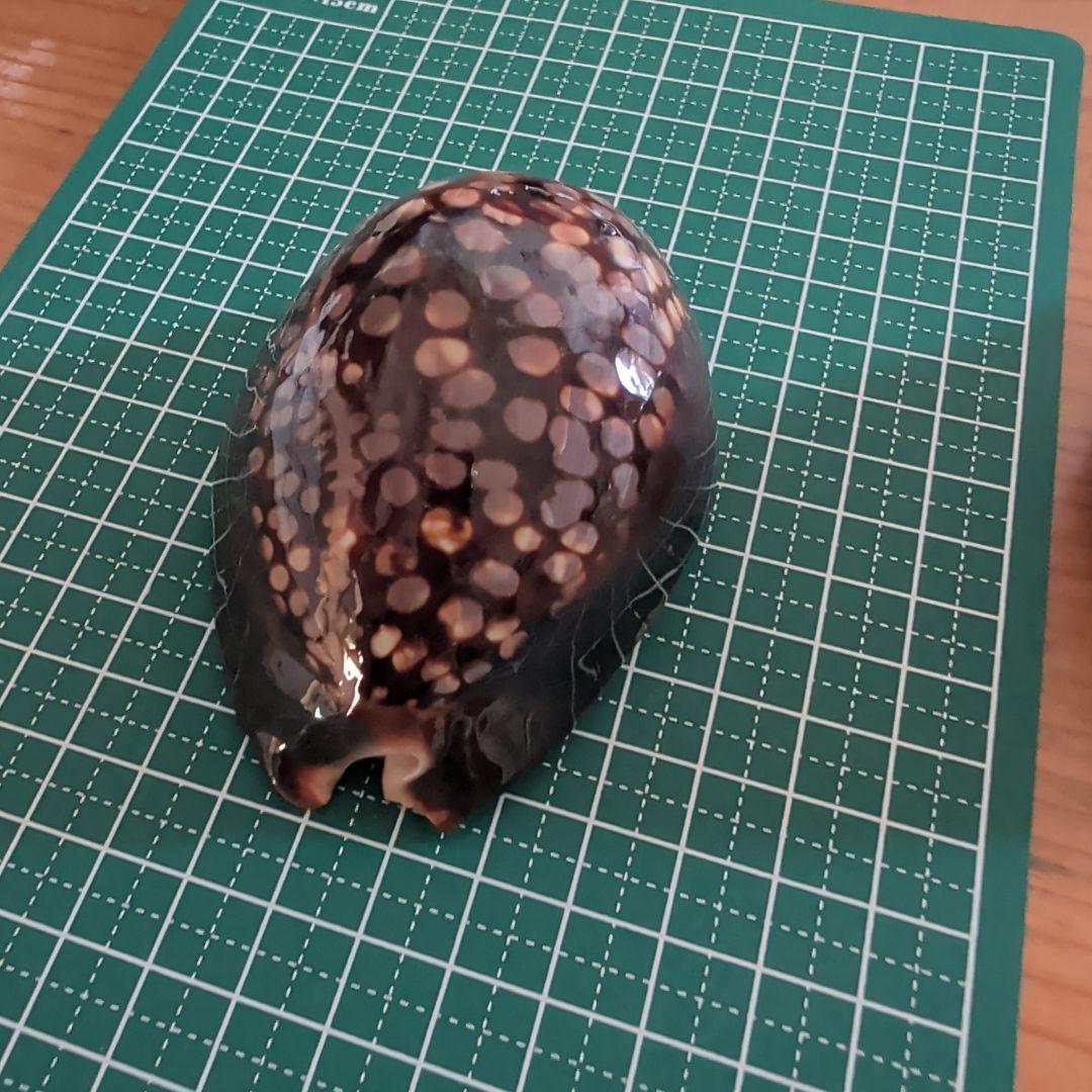ハチジョウダカラ　2　欠け有り