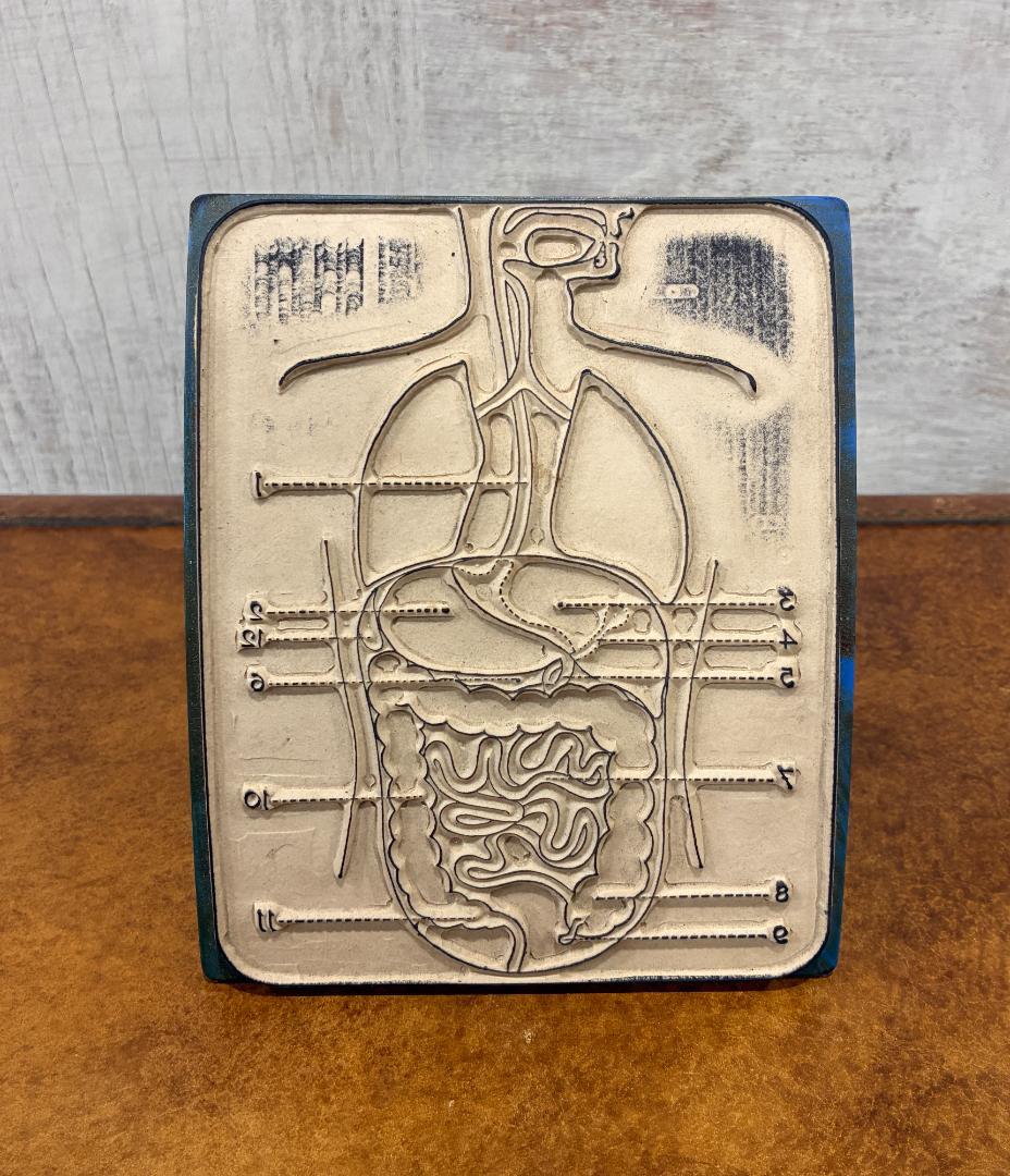 Vintage　解剖学スタンプ　ベルギー　教育教材会社STEPPE NINOVE