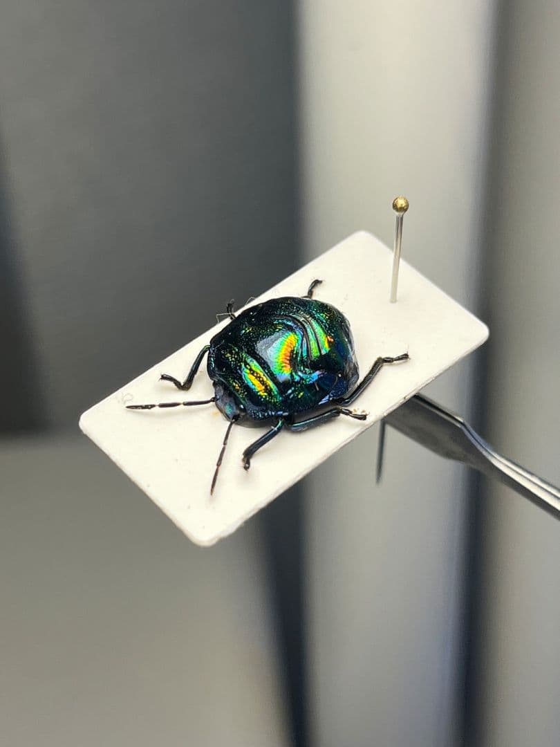 【強欲な壺】ニシキキンカメムシ 標本カミキリタマムシスハンダエプラチナコガネコブ