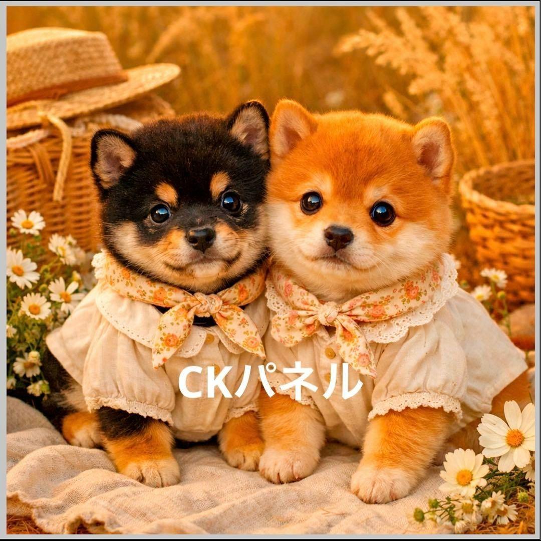 激レアトイプー、マルチーズ、チワワ、ポメラニアン、パグ、柴犬パネル生地