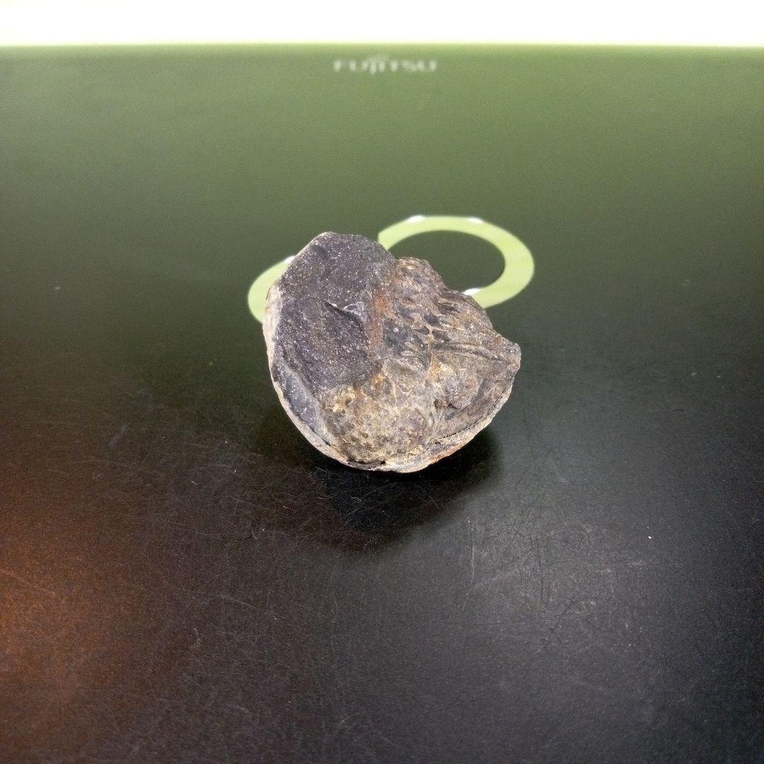 三葉虫　化石　fossil　ボリビア産　trilobite　海生動物識別⑧