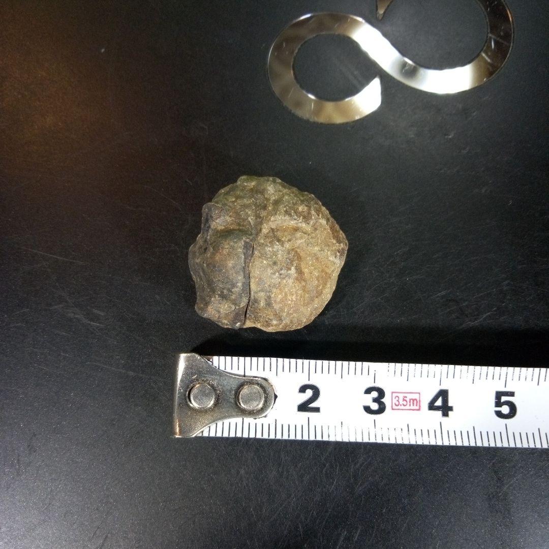 三葉虫　化石　fossil　海　ボリビア産　trilobite　海生動物分類⑤