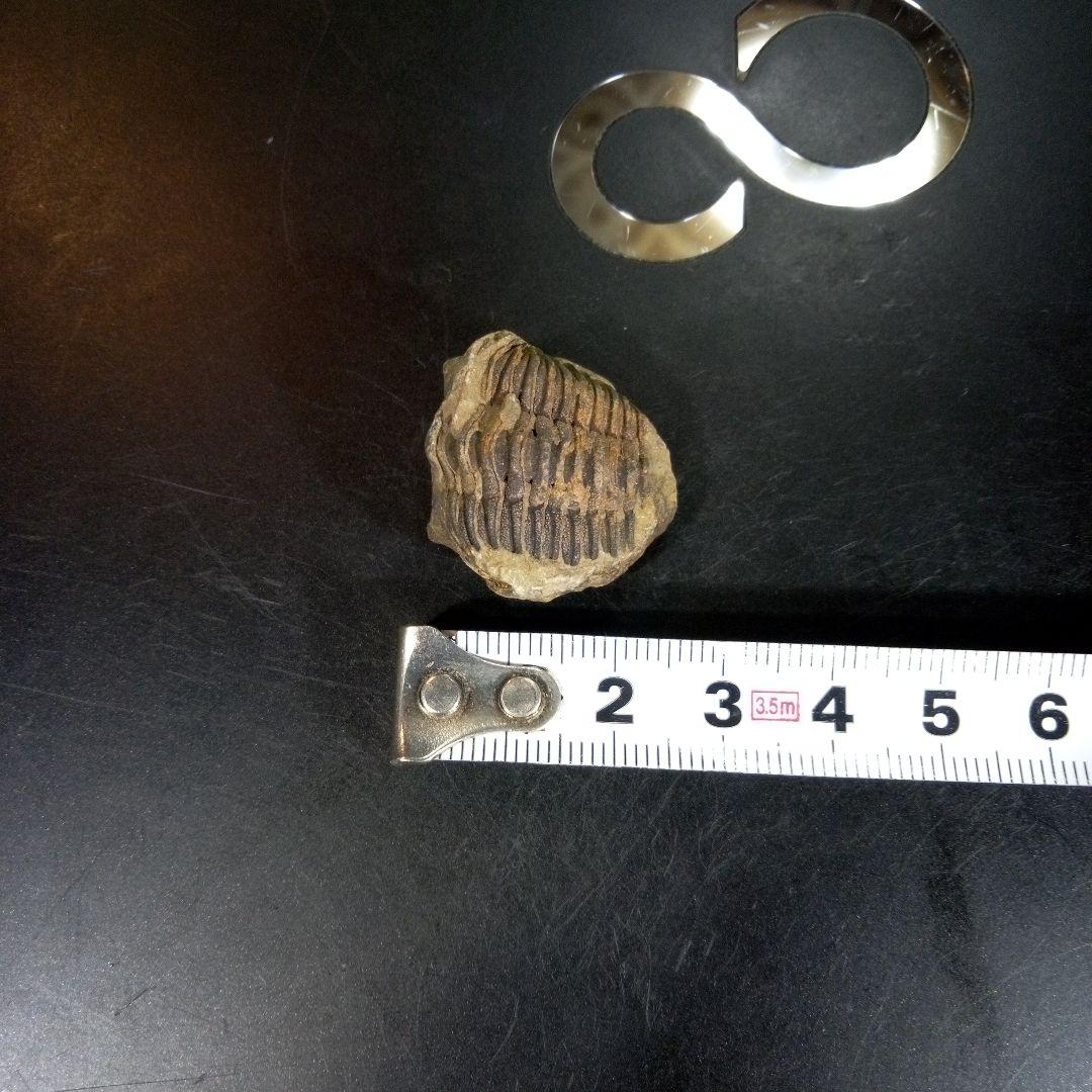 三葉虫　化石　fossil　海　ボリビア産　trilobite　海生動物分類⑤