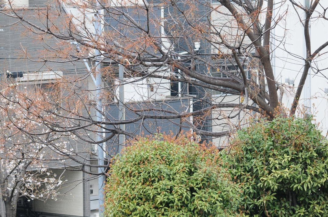 SIGMA 150-500mm F5-6.3 APO DG OS ニコンF用