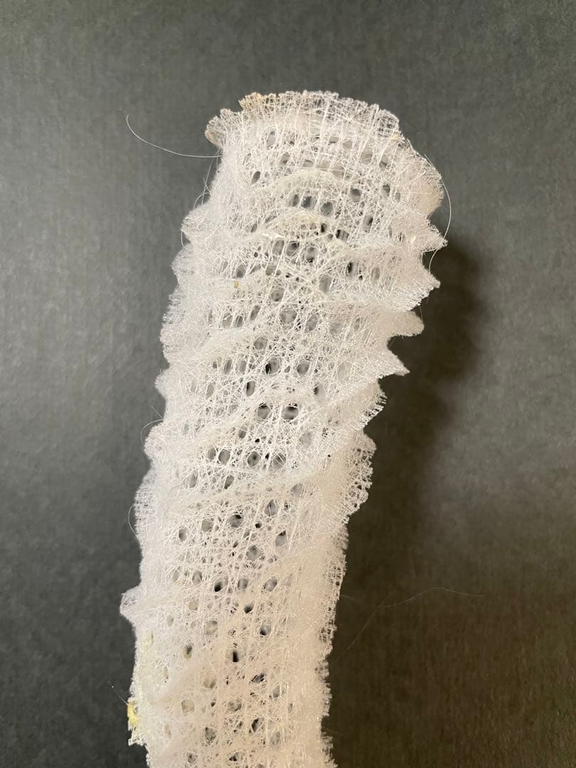 偕老同穴　標本