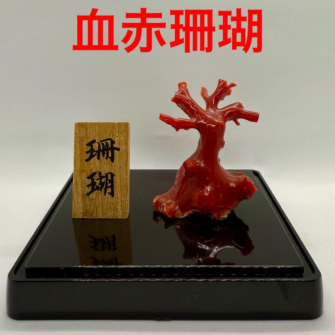 天然本珊瑚（血赤珊瑚） 原木置物 22.05g ケース付き 美品