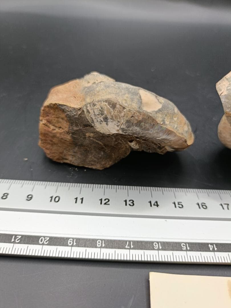 アンモナイト Dactylioceras ダクチリオセラス 凡地学研究社
