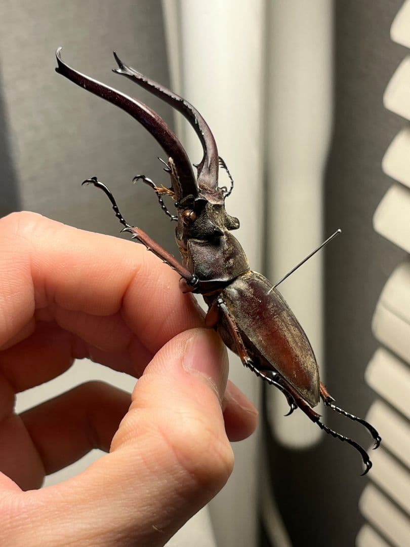 【81mm】プラネットミヤマクワガタ 標本 アクベシアヌスミヤマクワガタ ヨーロ