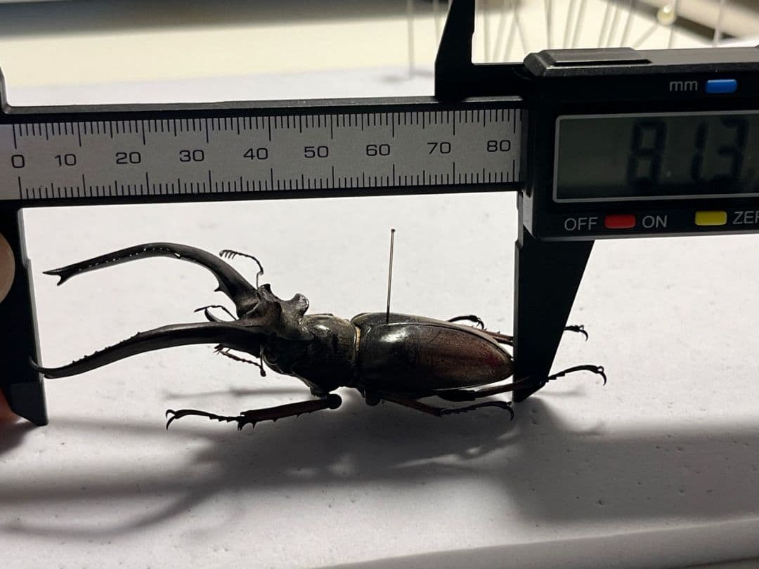 【81mm】プラネットミヤマクワガタ 標本 アクベシアヌスミヤマクワガタ ヨーロ