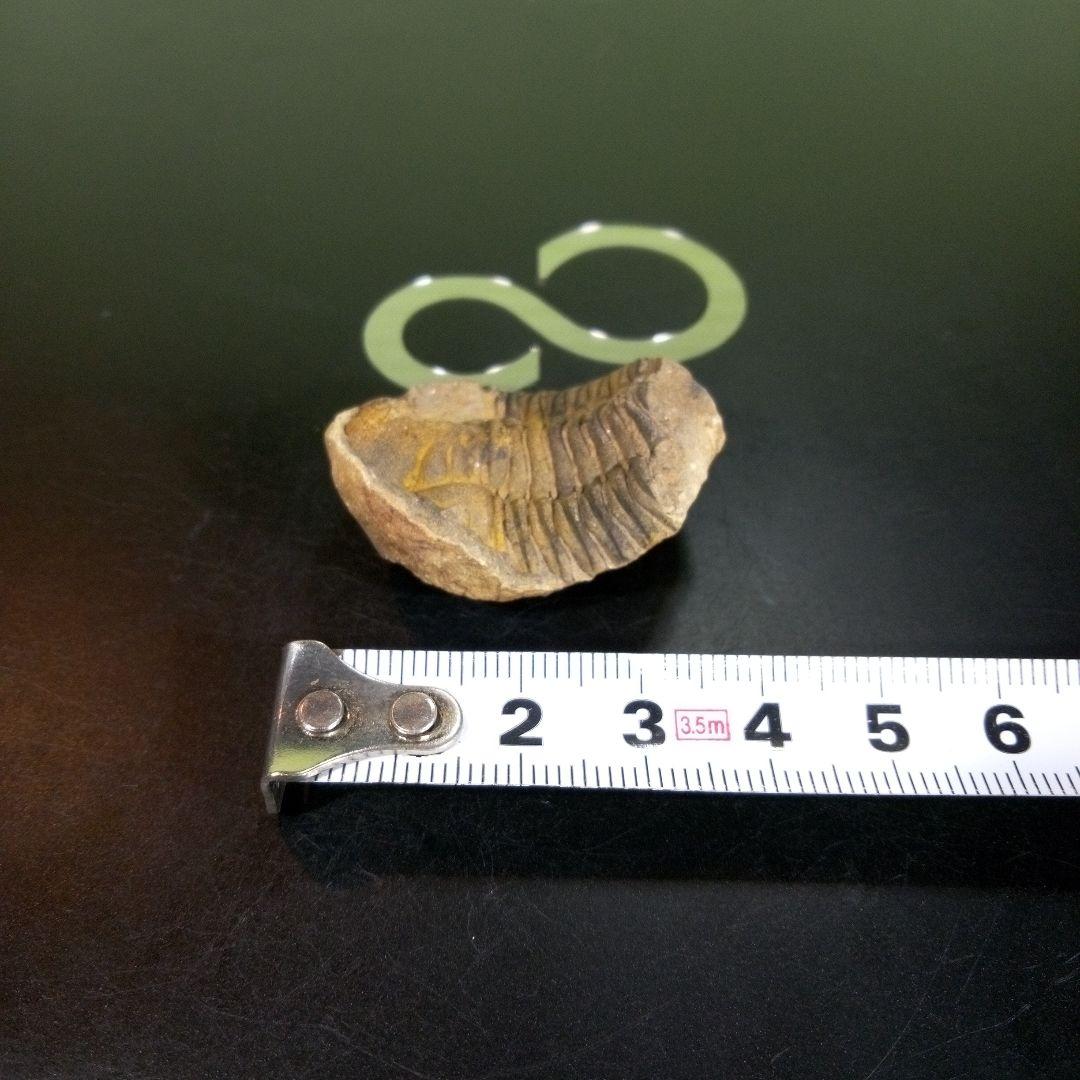 三葉虫　化石　fossil　ボリビア産　trilobite　海生動物識別⑤