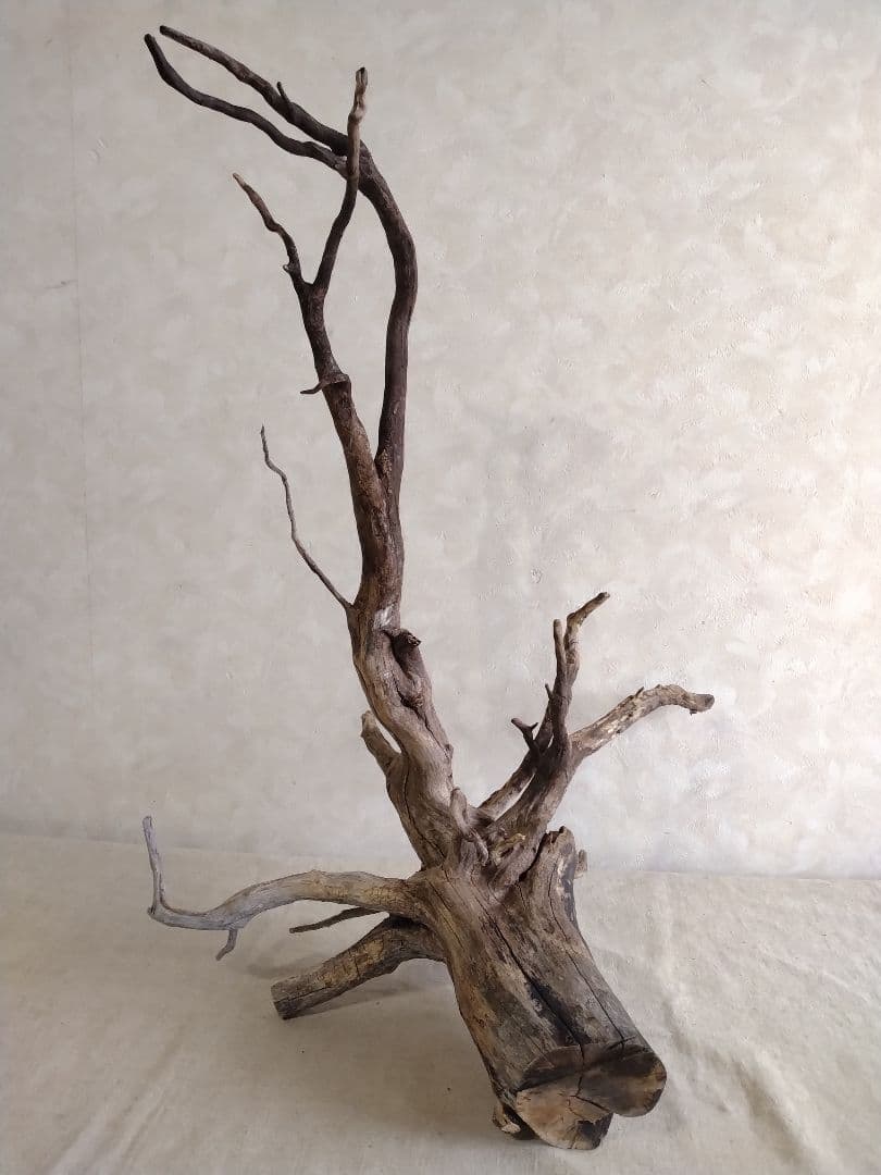 【希少】アクアリウム・DIY向け 特大風化塊根ブランチウッド流木（約60cm）
