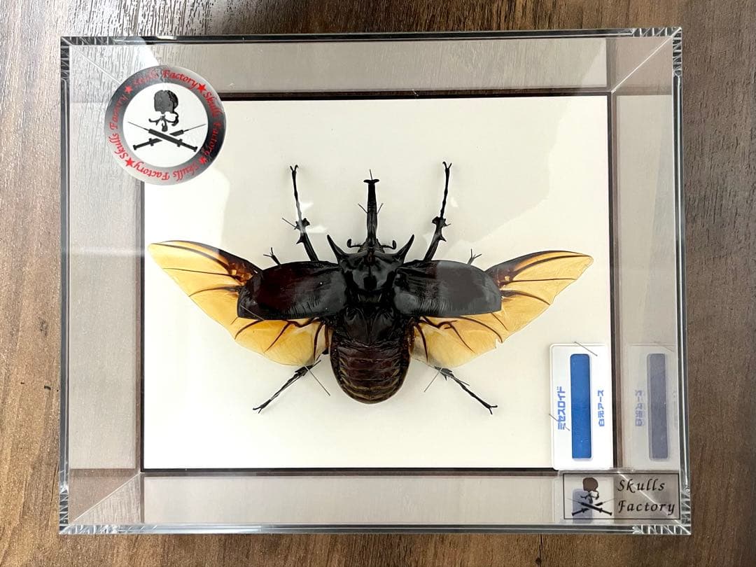 マルスゾウカブト　立体飛翔　標本　UVカット　ガラスケース付き