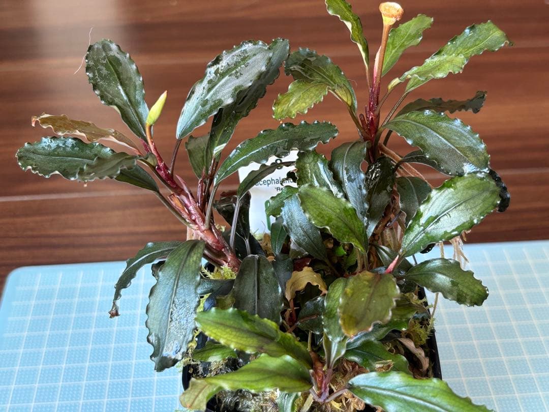 水草 Bucephalandra sp. red