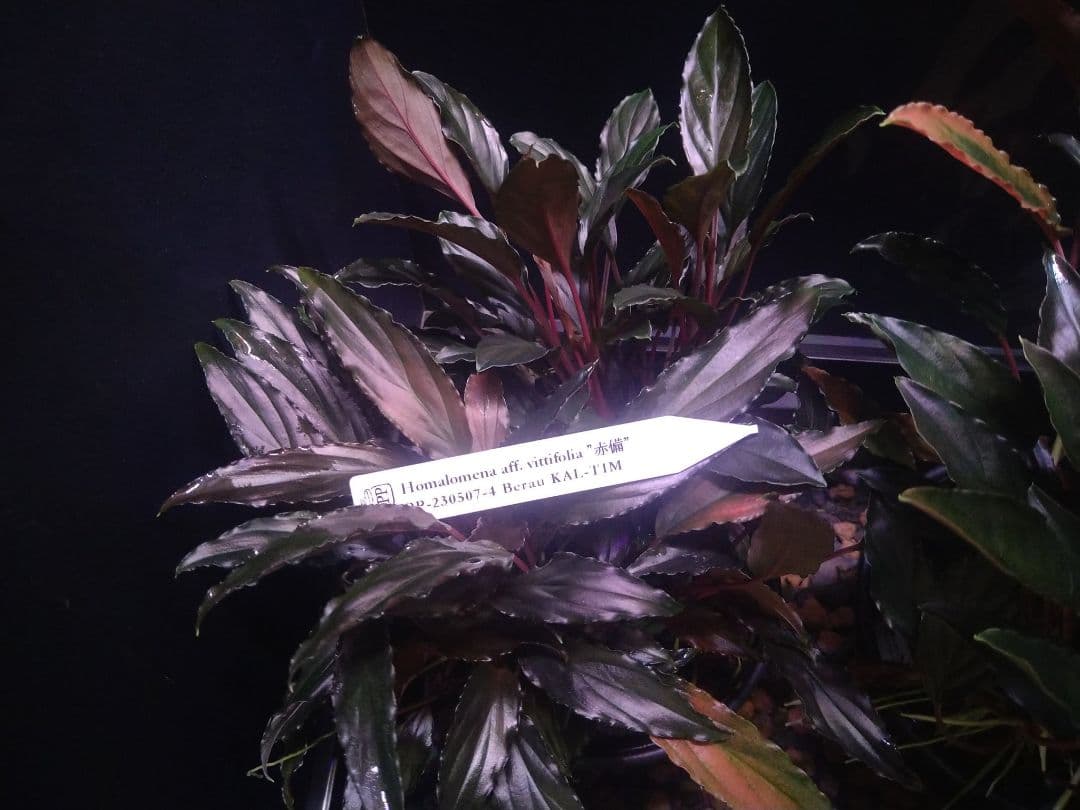Homalomena aff. vitifolius 赤備