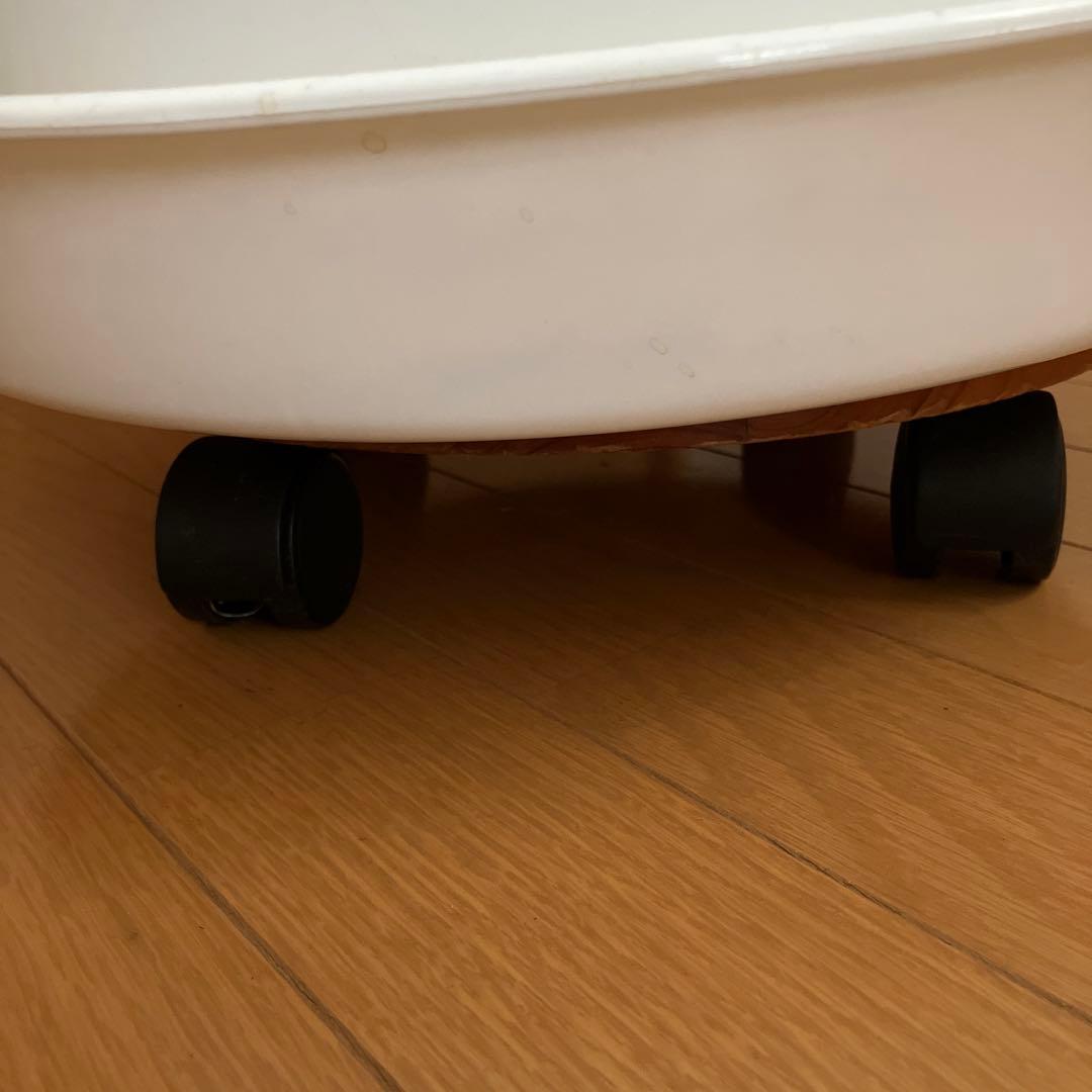 観葉植物　フィッカス　ウンベラータ