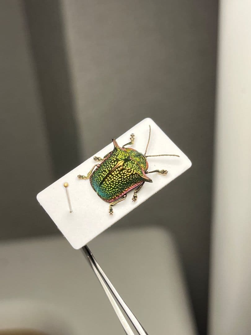 【黄赤緑】アカヘリツヤカタトゲブローチハムシ 標本甲虫タマムシスハンダエコガネム