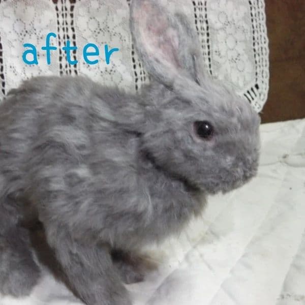 羊毛フェルト　確認用