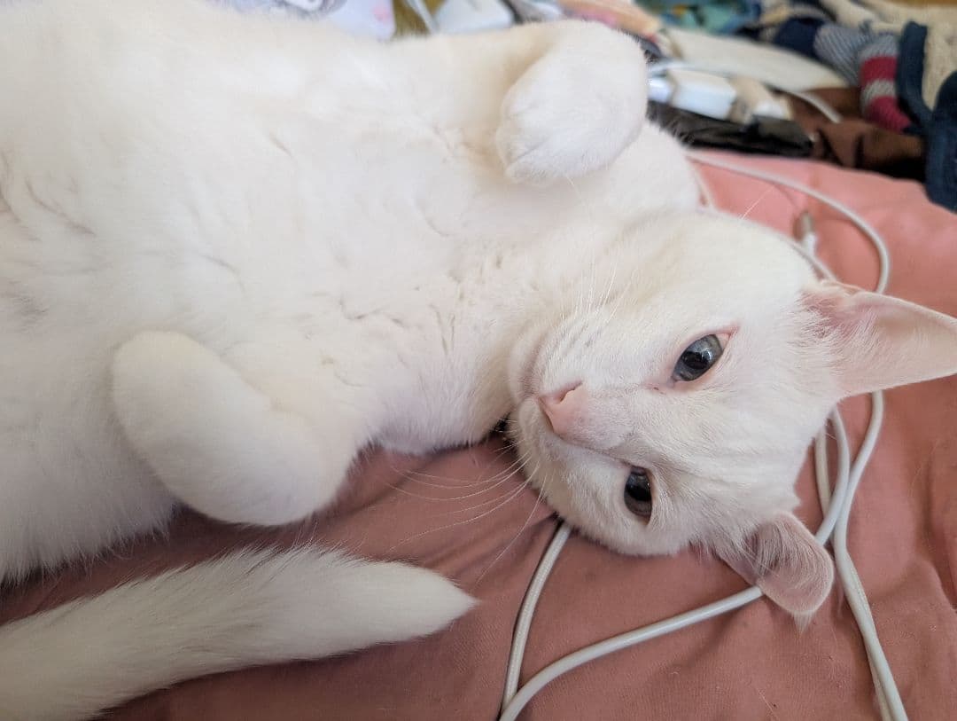 確認画像　白い猫　　入札❌️