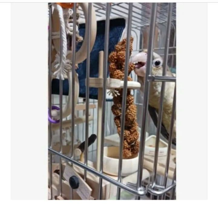 a12　粟の穂ホルダ　バードトイ　インコ　止まり木