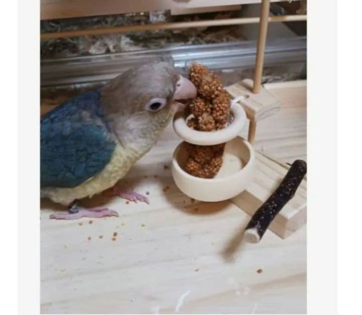 a12　粟の穂ホルダ　バードトイ　インコ　止まり木