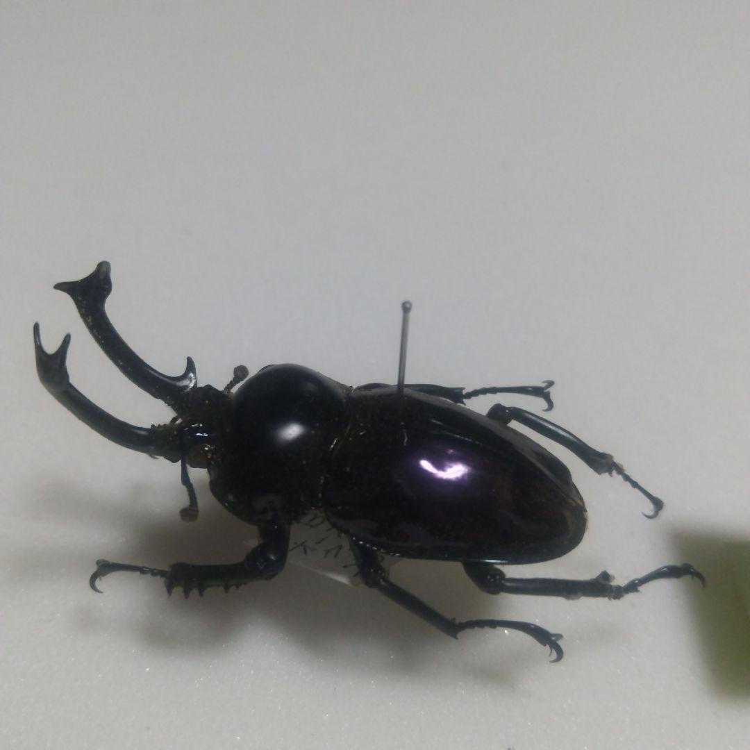 ニジイロクワガタ 紫紺型 ♂