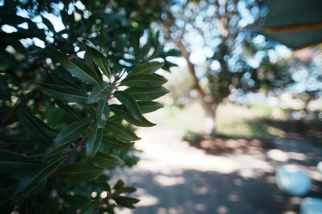 【テスト済】Nikon Ai-s Nikkor 20mm F2.8 901