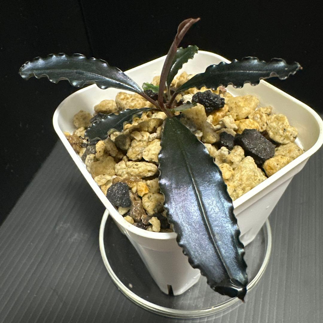 水草 Bucephalandra Red waltz