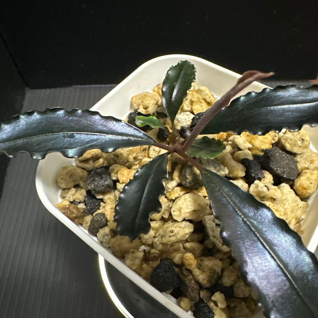 水草 Bucephalandra Red waltz